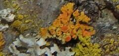 Polycauliona polycarpa