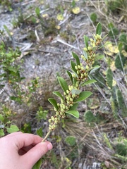 Lyonia fruticosa
