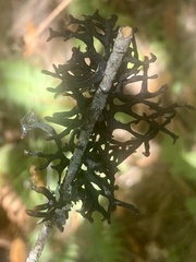Hypogymnia imshaugii