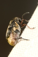 Megabruchidius dorsalis