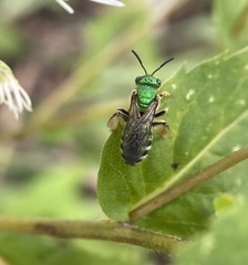 Agapostemon sericeus