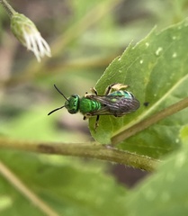 Agapostemon sericeus