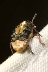 Megabruchidius dorsalis