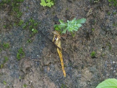 Orthetrum triangulare