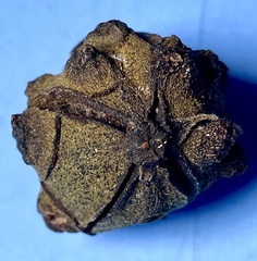 Harmandiola nucicola