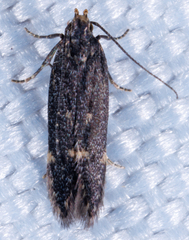 Dichomeris juncidella