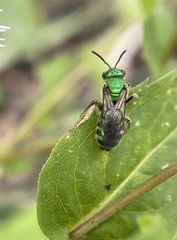 Agapostemon sericeus