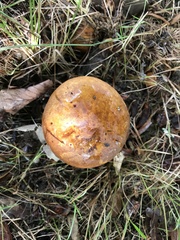 Neoboletus xanthopus