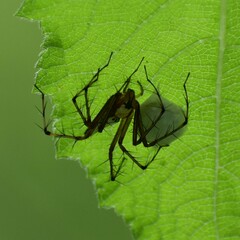Oxyopes shweta