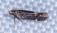 Dichomeris juncidella