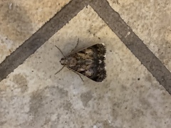 Melipotis jucunda