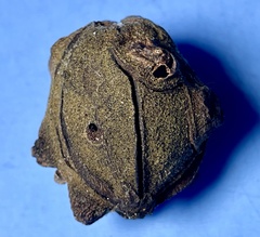 Harmandiola nucicola