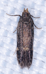 Dichomeris juncidella