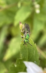 Agapostemon sericeus