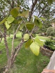 Betula nigra