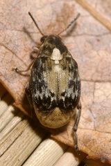 Megabruchidius dorsalis