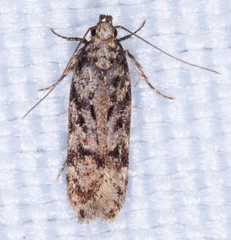 Taygete attributella