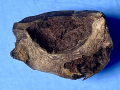 Harmandiola nucicola