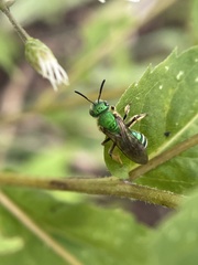 Agapostemon sericeus