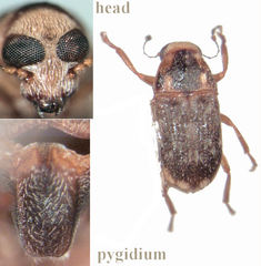 Xanthoderopygus