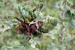 Dasineura crataegi