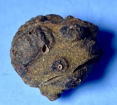 Harmandiola nucicola