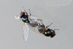 Lonchaea