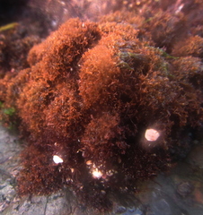 Callophyllis laingiana