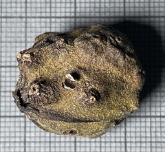 Harmandiola nucicola