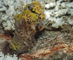 Polycauliona polycarpa