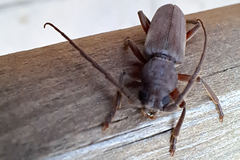 Arhopalus syriacus