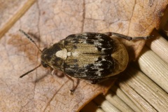 Megabruchidius dorsalis