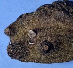 Harmandiola nucicola