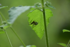 Oxyopes shweta