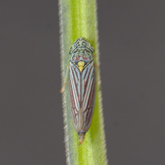 Graphocephala hieroglyphica