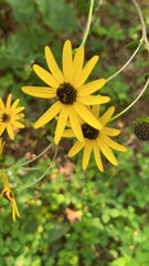Helianthus angustifolius
