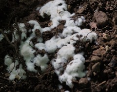 Ceratiomyxa fruticulosa