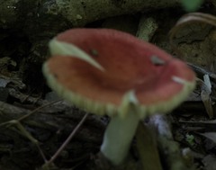 Russula