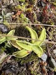 Pinguicula