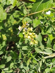 Urvillea