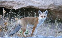 Vulpes vulpes barbara