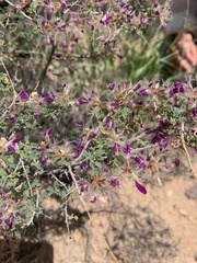 Dalea formosa