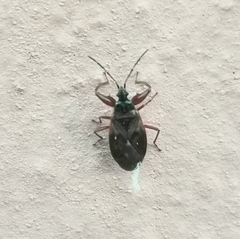 Gastrodes abietum