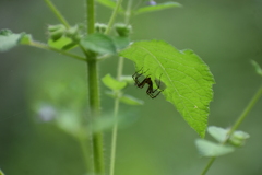 Oxyopes shweta