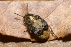 Megabruchidius dorsalis
