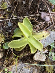 Pinguicula