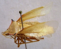 Chlorocoris