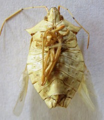 Chlorocoris