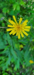 Hieracium umbellatum