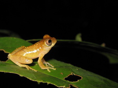 Dendropsophus leali